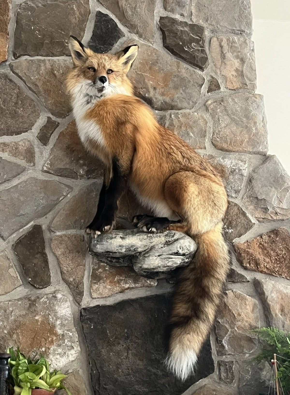 FHWASH1-Red Fox Taxidermy Full Body Mount Cabin Camp Man Cave Home Office Den Decor NEW!