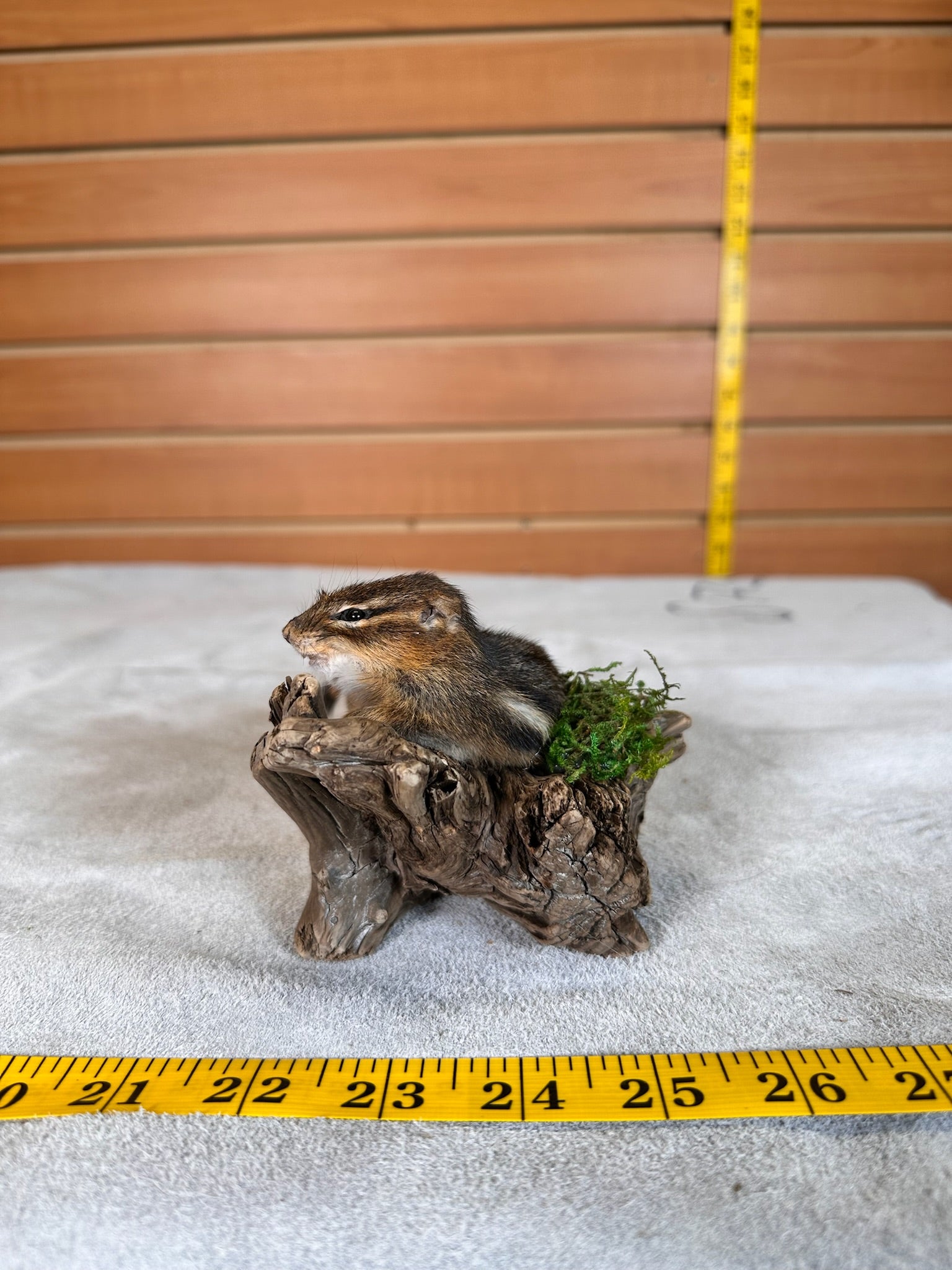 FHCHIP19- chipmunk taxidermy mount