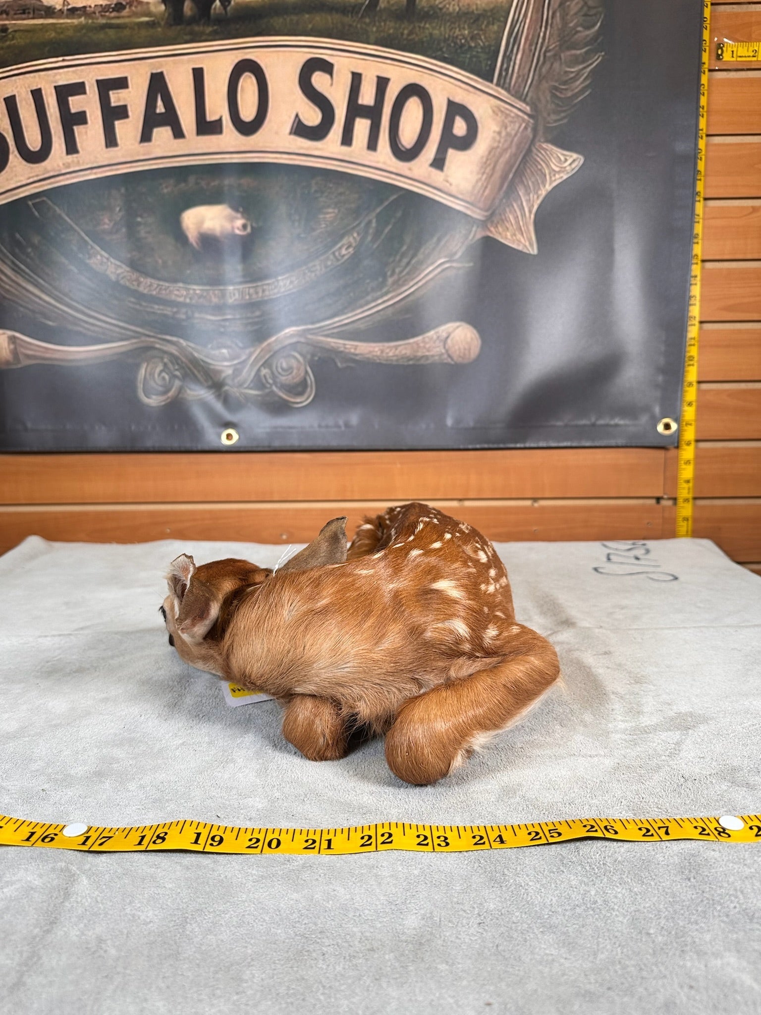 FHDEER3- Baby Deer Fawn tiny taxidermy mount