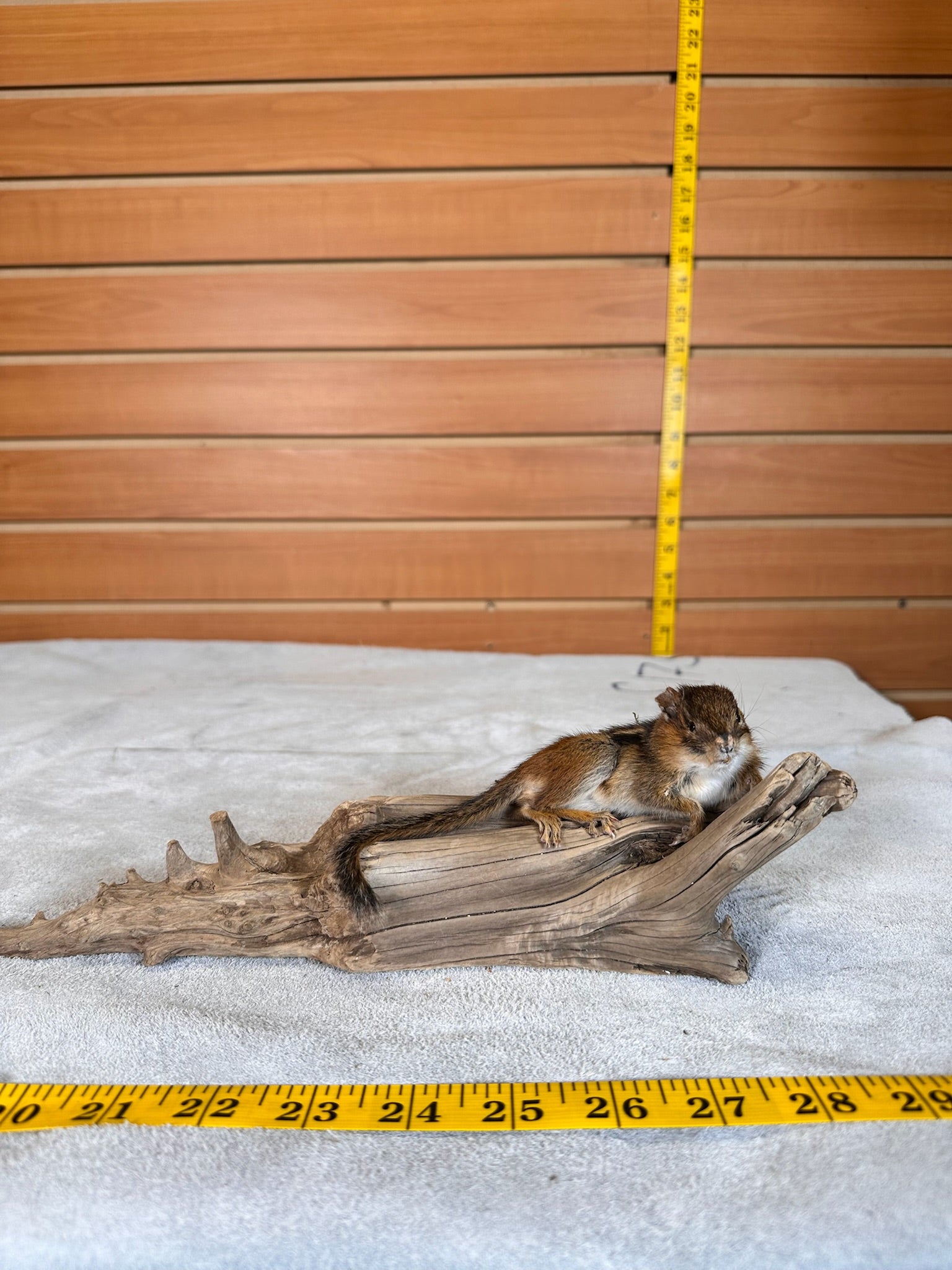 FHCHIP19- chipmunk taxidermy mount