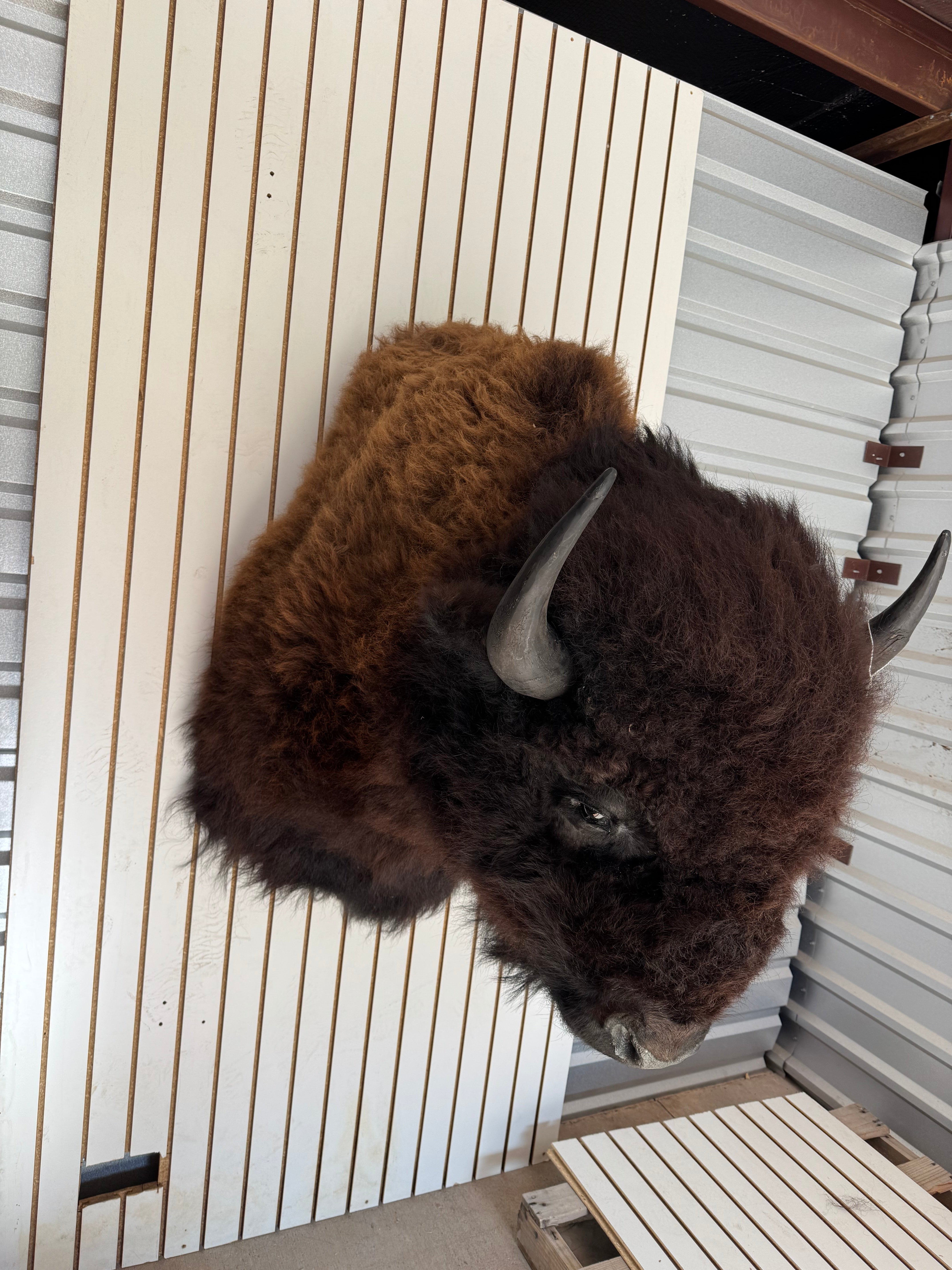 FHDAR354-massive Buffalo Taxidermy Shoulder mount Bull