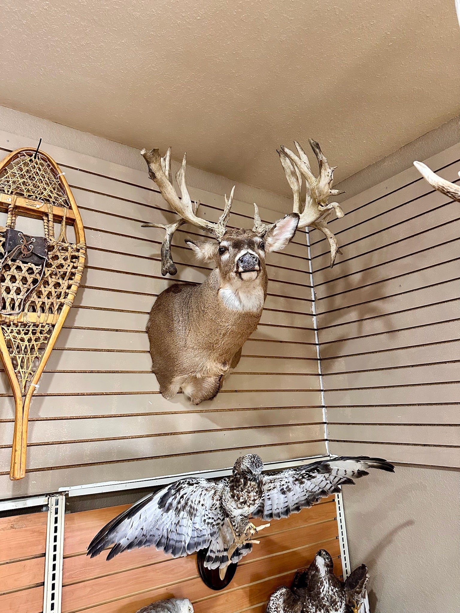 FH195- four whitetail taxidermy mounts