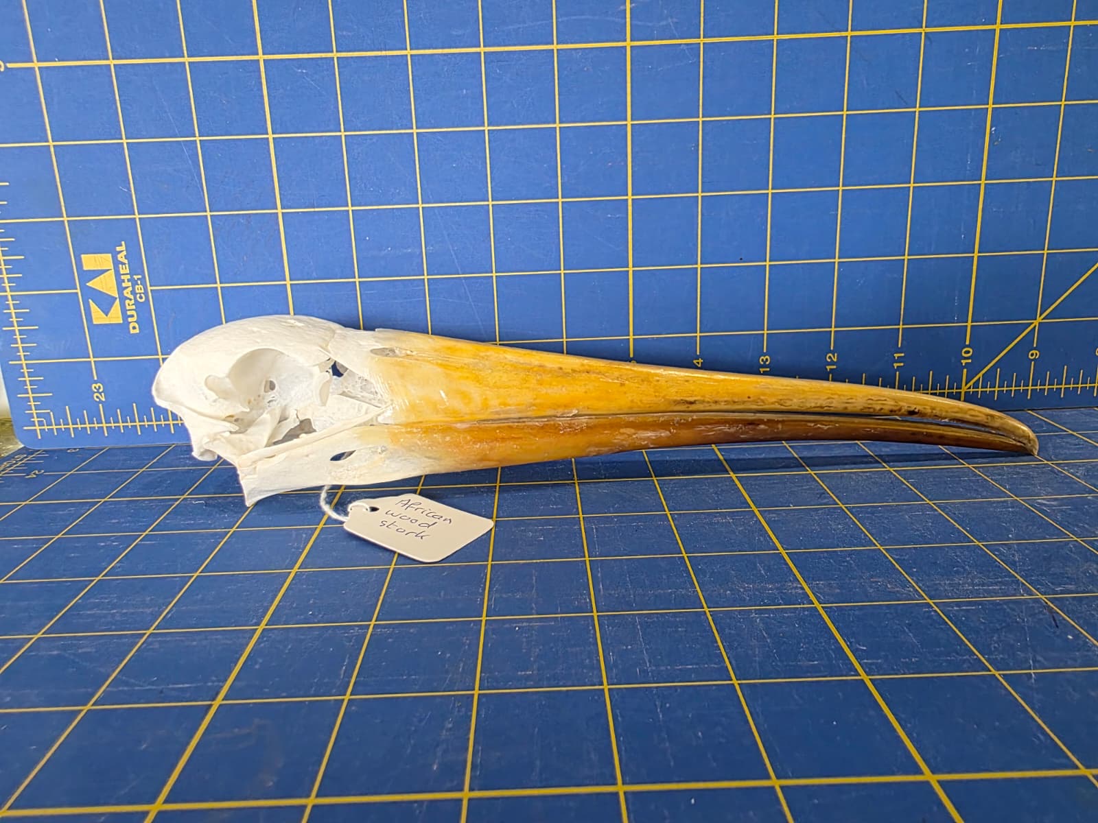 JTV201 - Real Yellow-billed stork Bird Skull Taxidermy