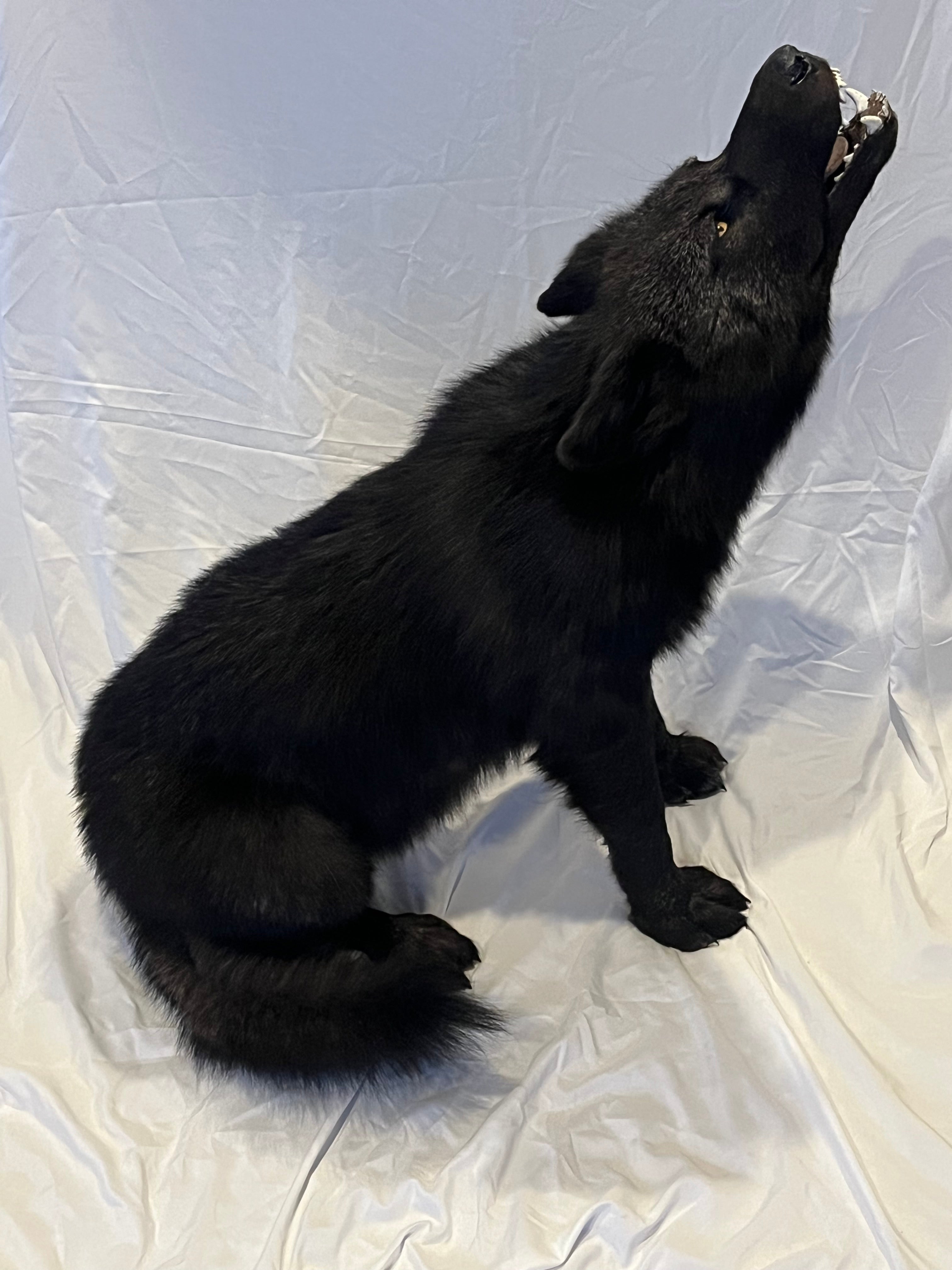 FHWL22- Rare Black Wolf Lifesize Taxidermy Mount