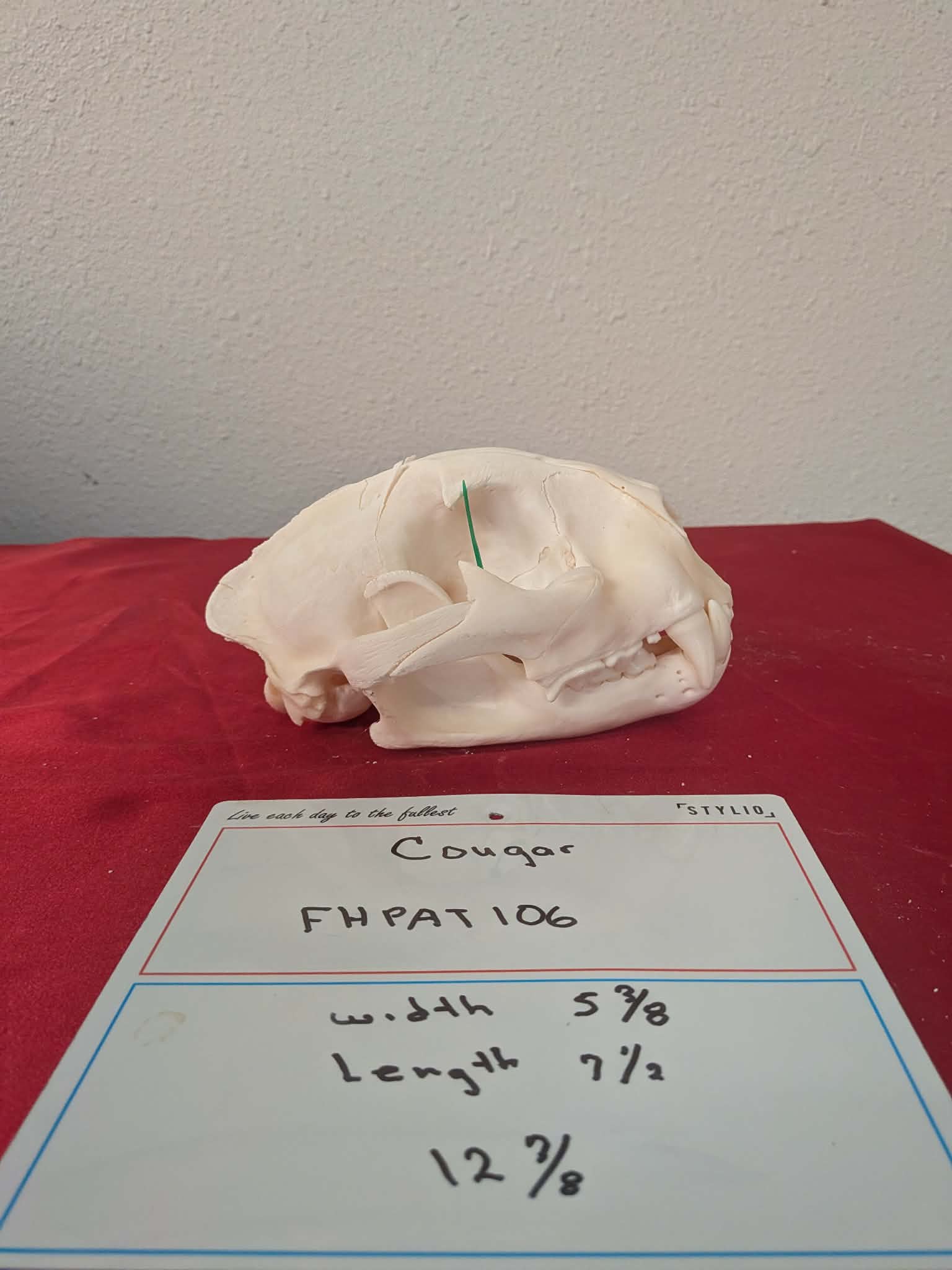 FHPAT106 -professionally cleaned cougar skull