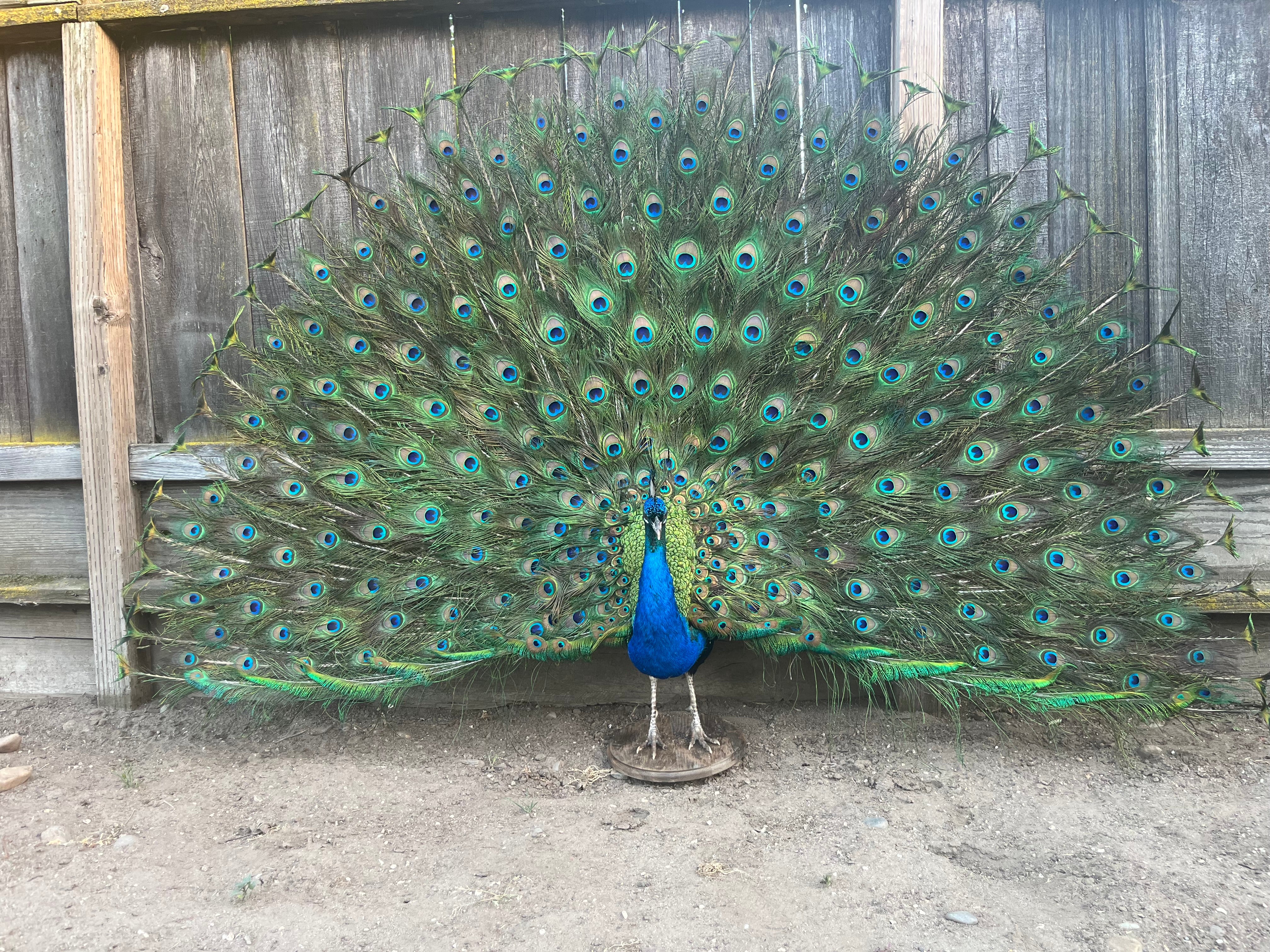 FH201- museum quality detachable tail peacock