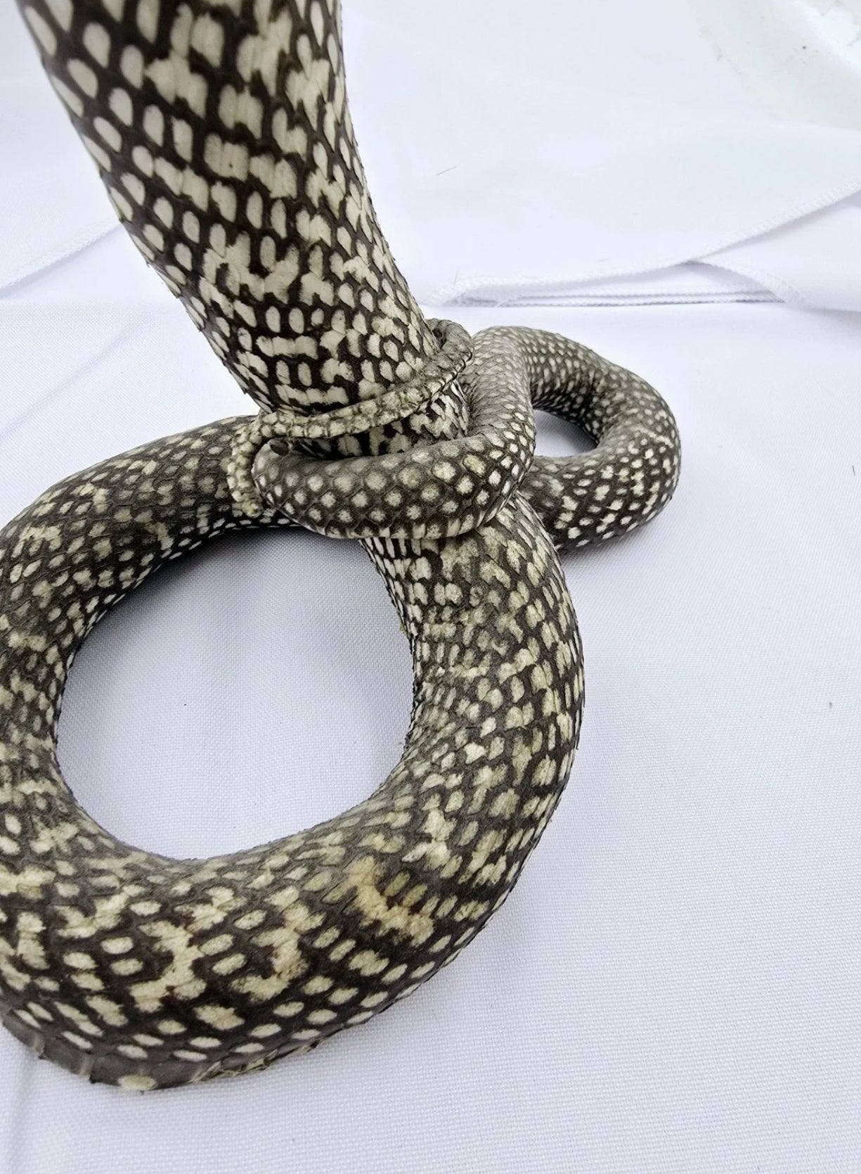 FHCOB0724 - 24” Real Cobra Taxidermy Snake Mount