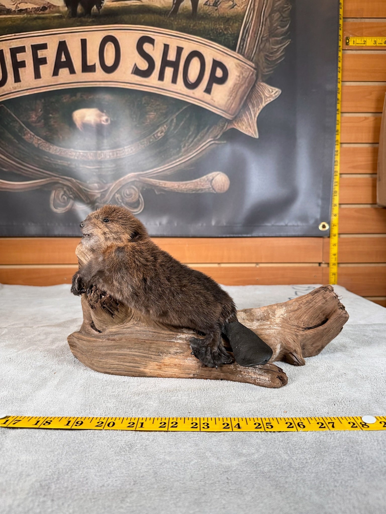 FHBEAV33- Beautiful Adorable baby beaver taxidermy mount