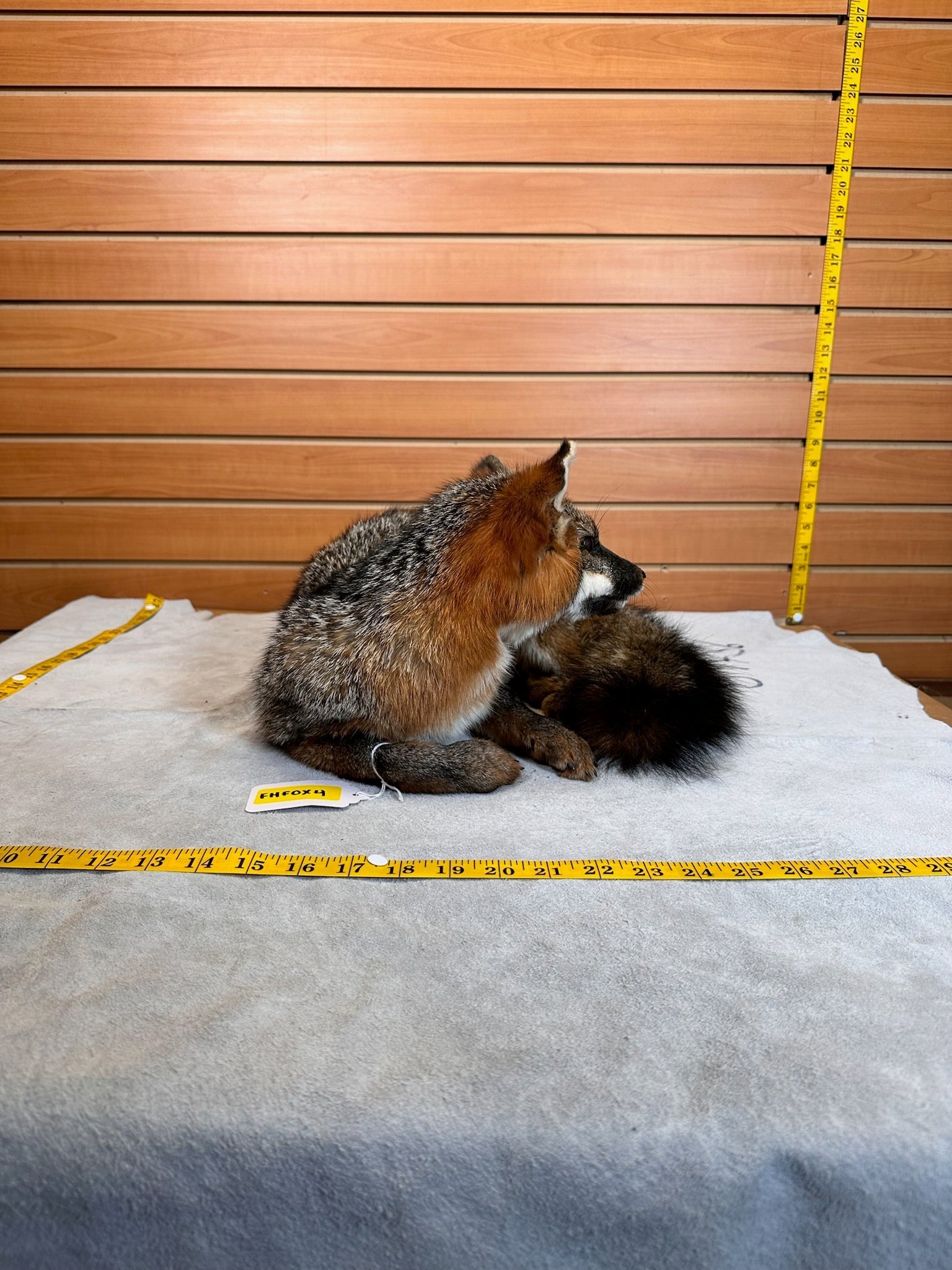 FH235-Grey Fox Taxidermy Full Body Mount Prime Fur