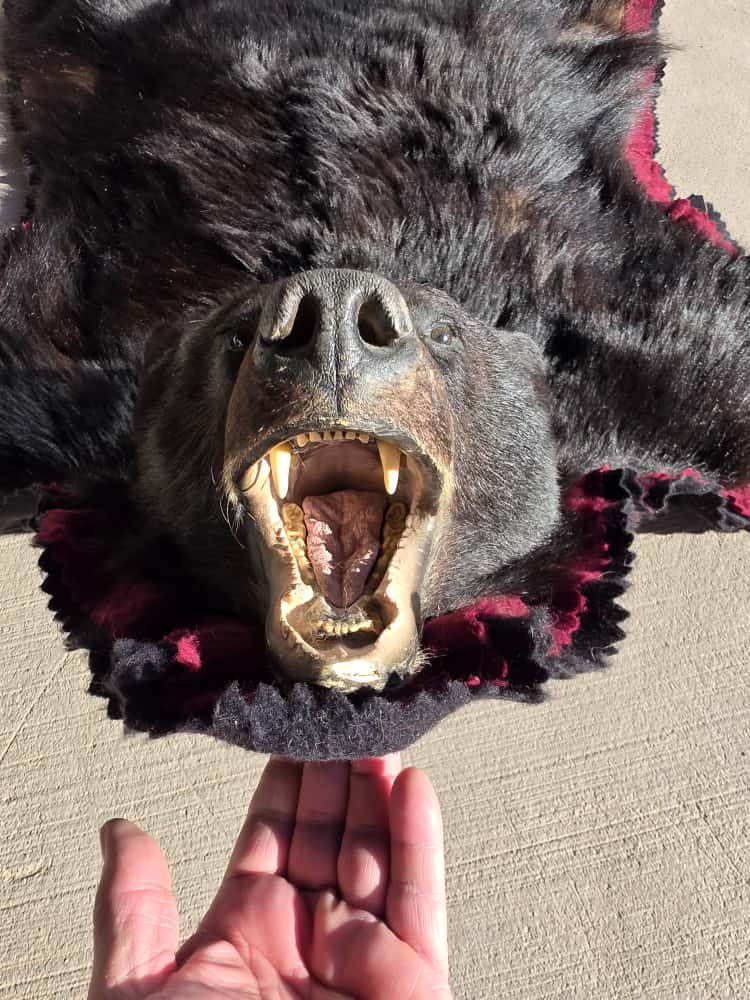 FHCM50 - premium Black Bear Rug Taxidermy