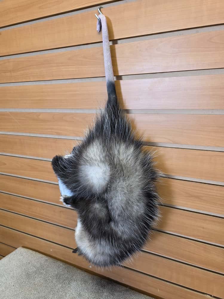 FHCM53 - hanging possum taxidermy mount