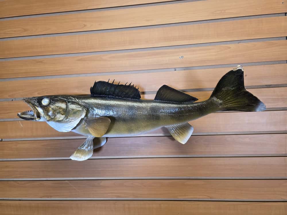 FHCM57 -28" Walleye Real Skin Fish Taxidermy