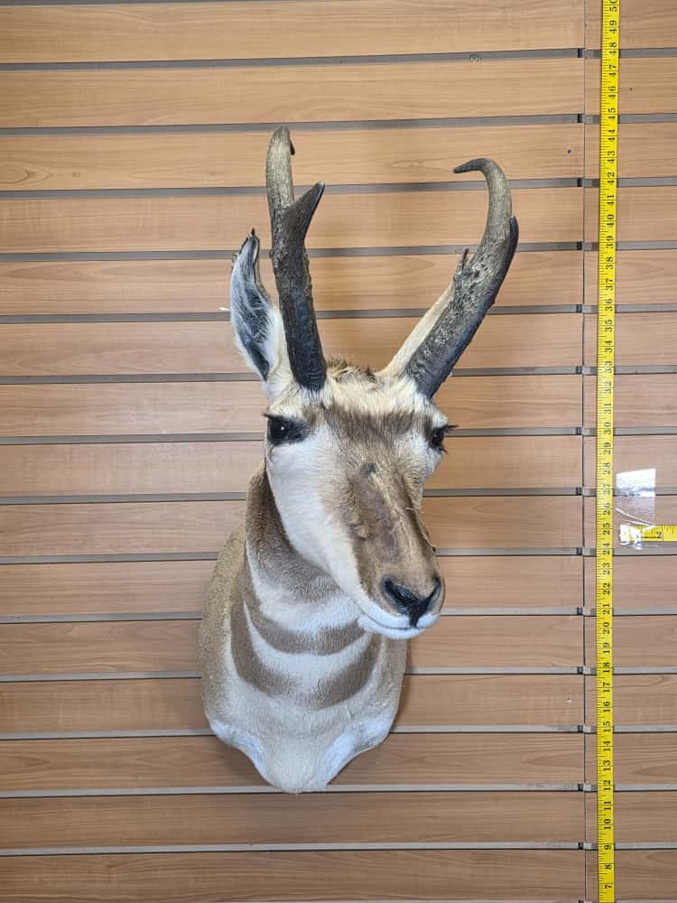 FHCM49 - Pronghorn Antelope Shoulder Mount Taxidermy