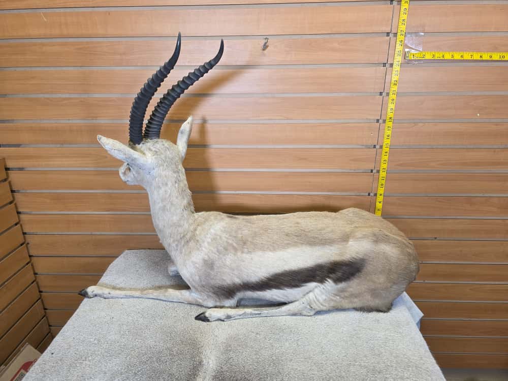 FHCM45 - Thompsons Gazelle Full Body Taxidermy Mount