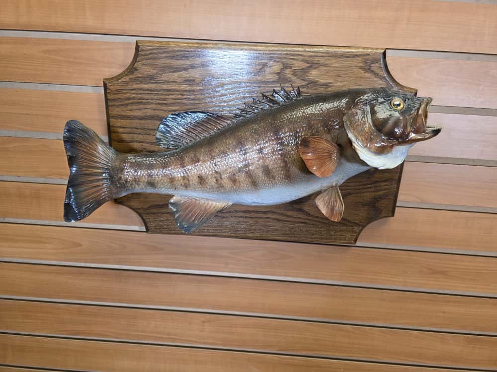 FHCM39 - real skin small mouth bass taxidermy mount