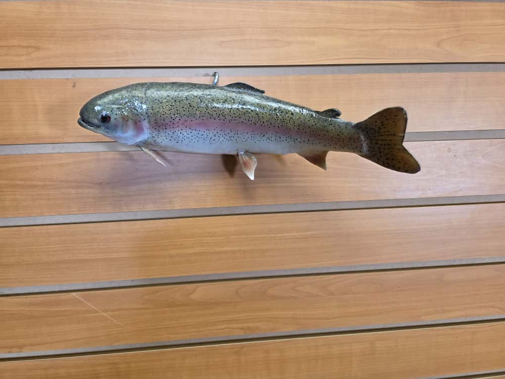 FHCM35 - 12" Rainbow Trout Real Skin Fish Taxidermy