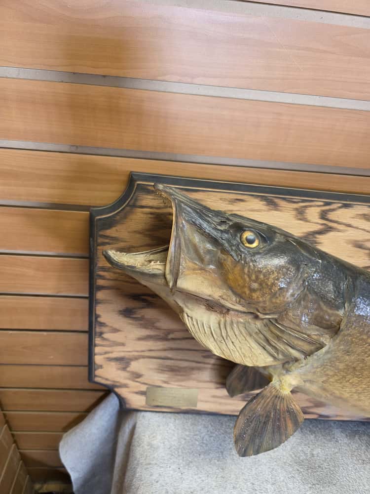 FHMN28 - real skin northern pike 39” fish taxidermy