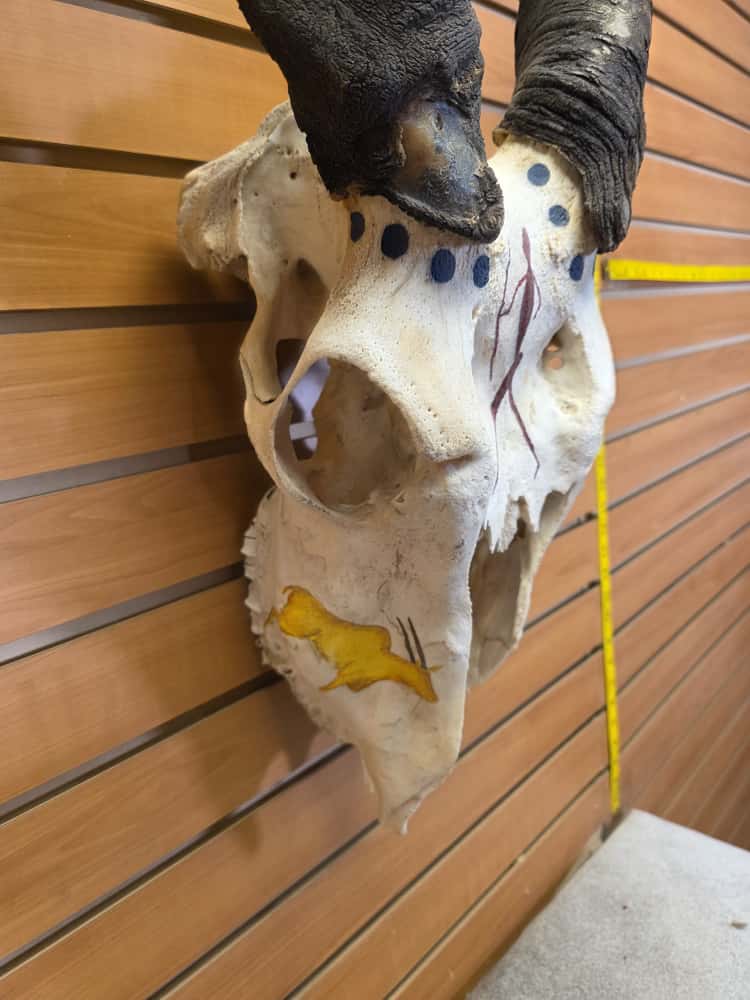 JTV266 - eland skull taxidermy mount