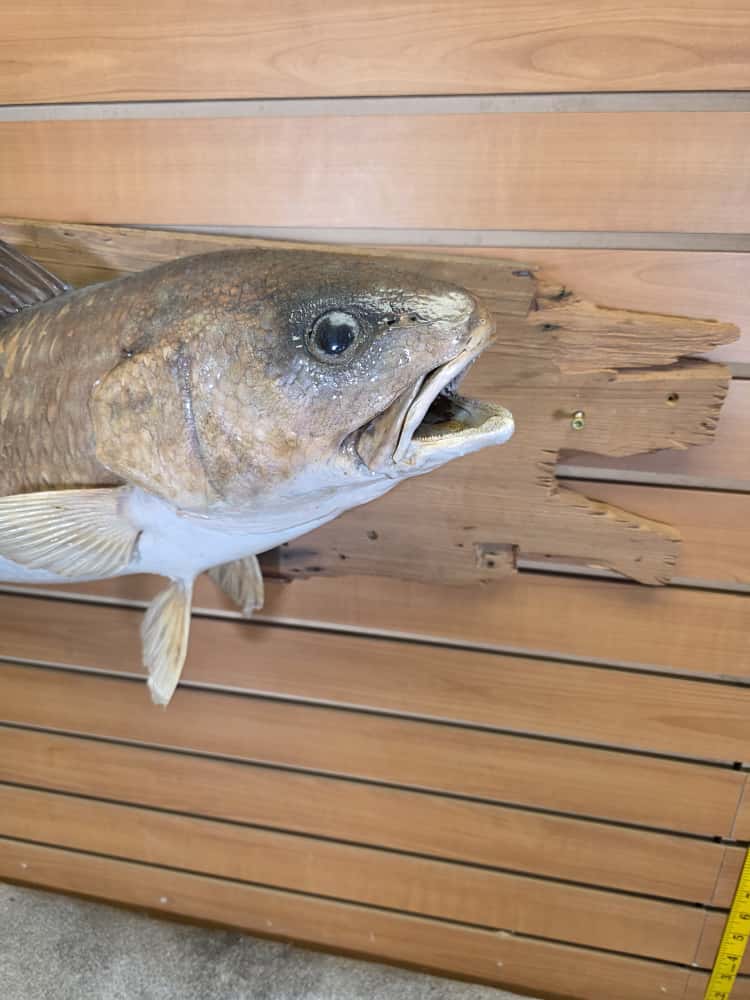 FHCM38 - 33" Red Fish Real Skin Fish Taxidermy