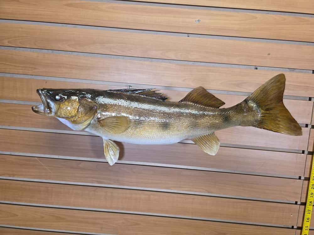 FHCM36 - 25” real skin walleye fish taxidermy mount