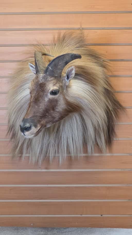 FHCM43 - Tahr taxidermy wall mount