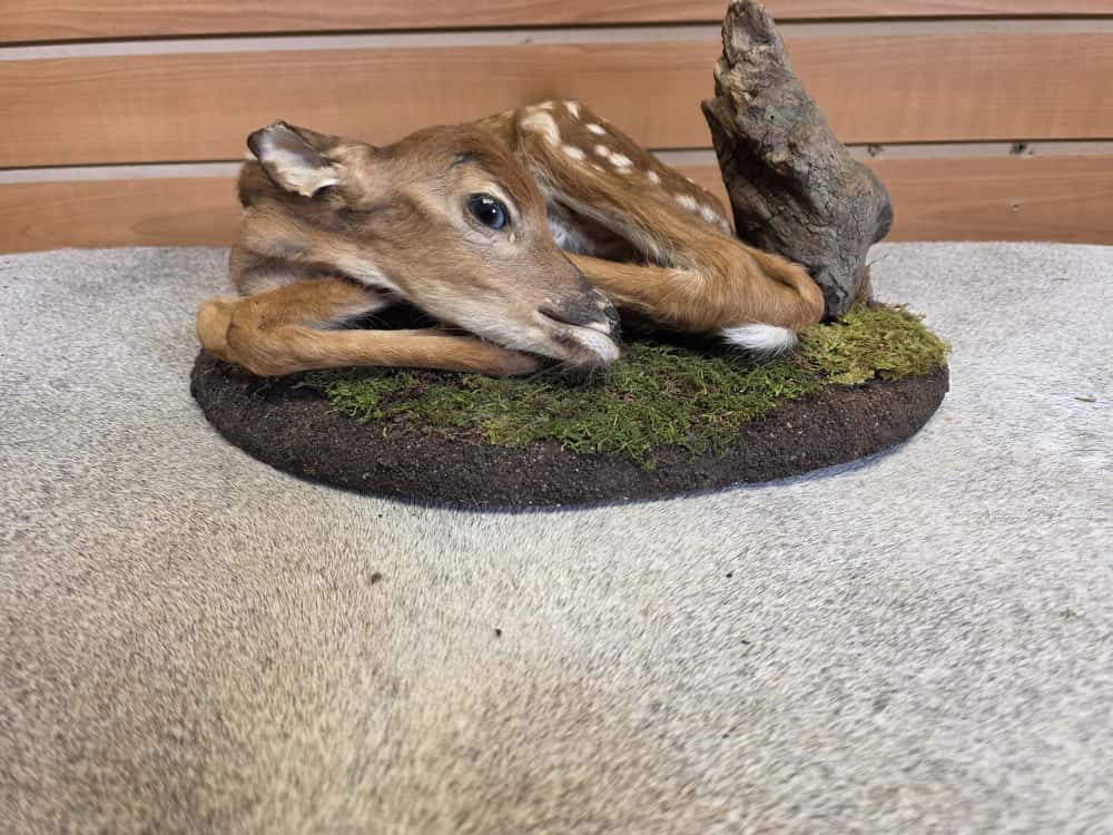 FH1016 - Fawn Baby Deer taxidermy mount