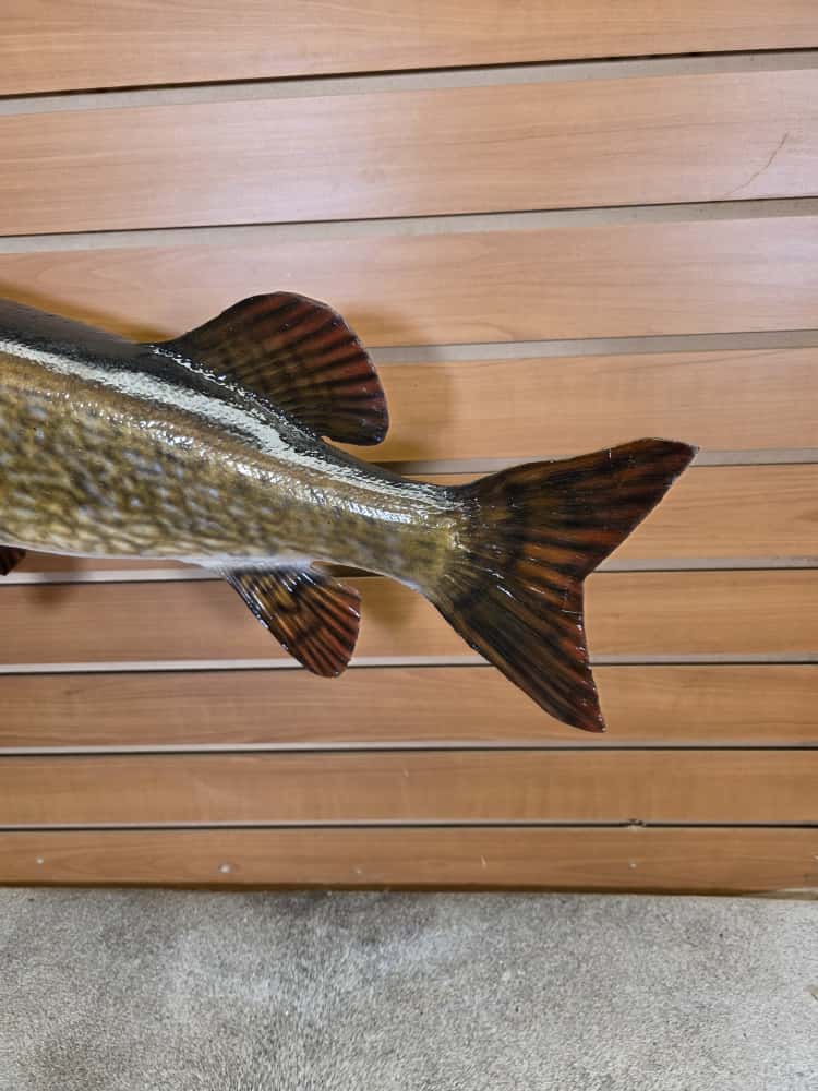 FHCM37 - 33” real skin muskie fish taxidermy mount
