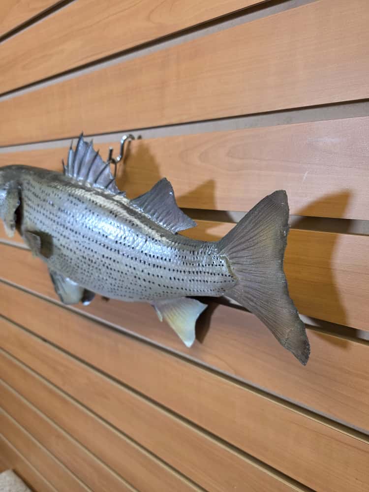 JTV264 - striped bass fish taxidermy mount