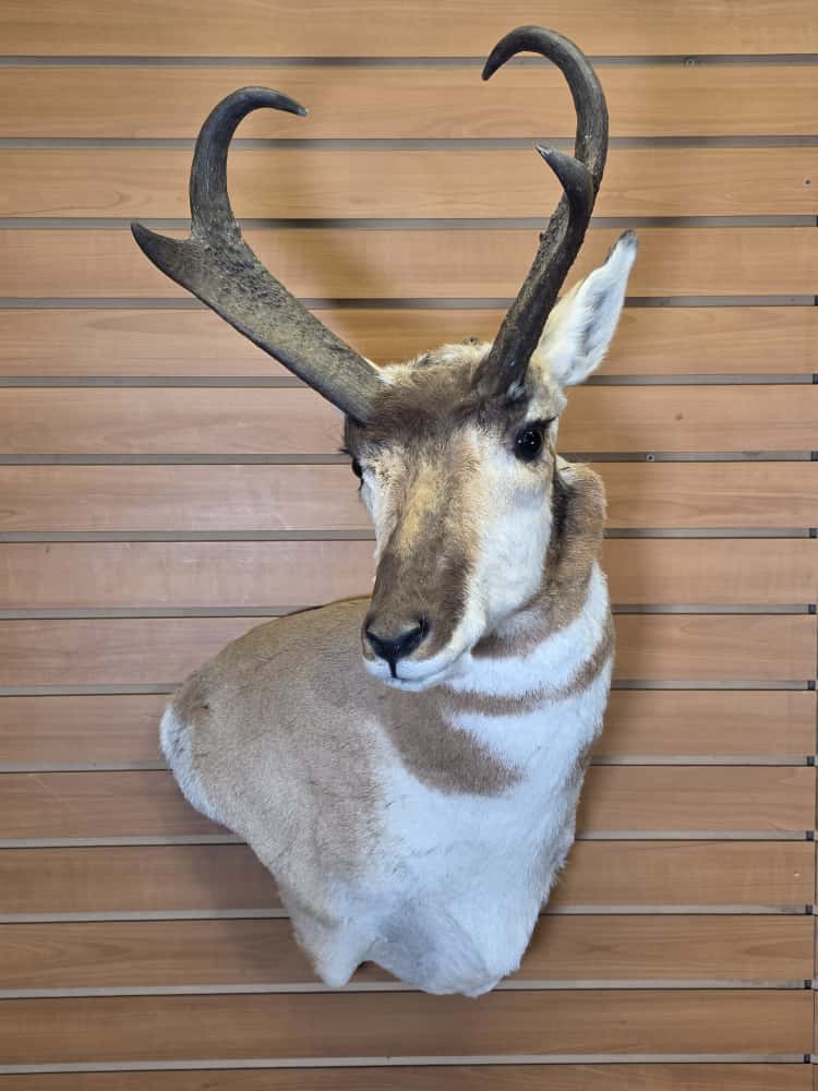 FHCM44 -Pronghorn Antelope Shoulder Mount Taxidermy