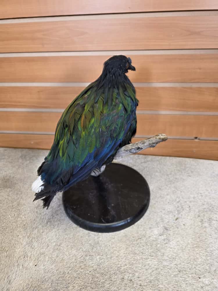 FHCM56 - Nicobar pigeon bird taxidermy mount