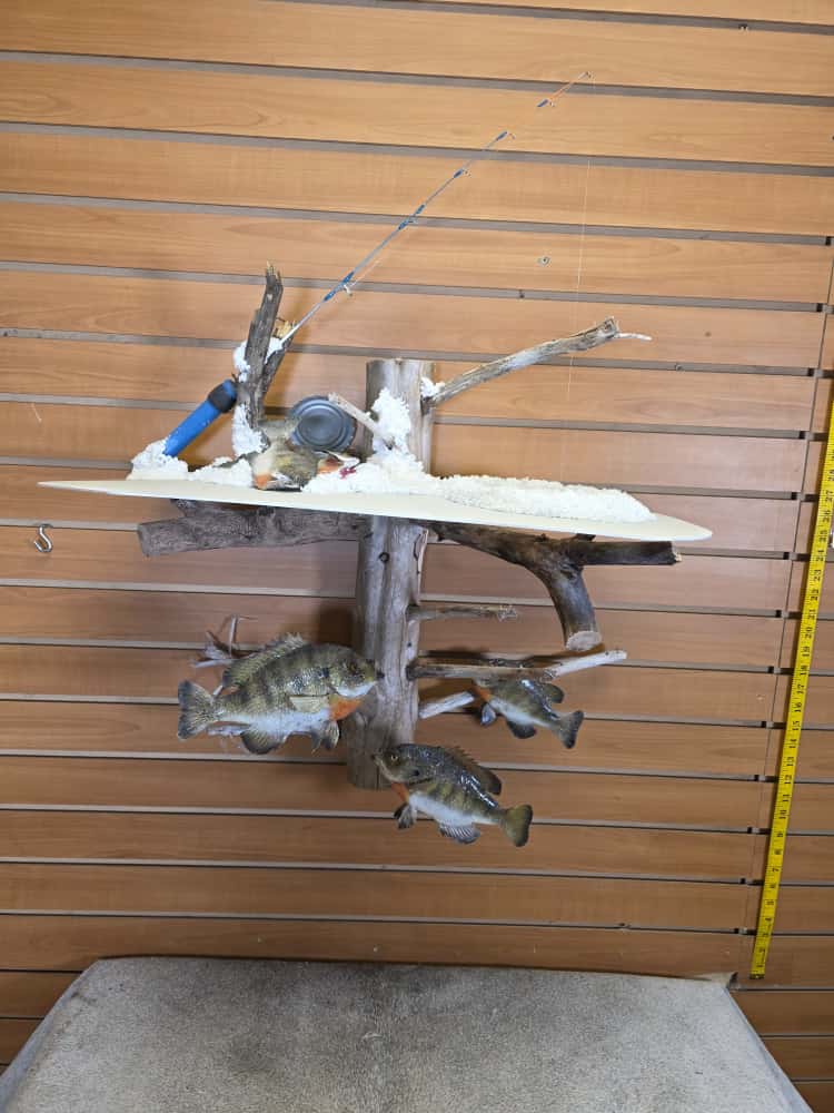 JTV267 - ice fish bluegill skin taxidermy mount