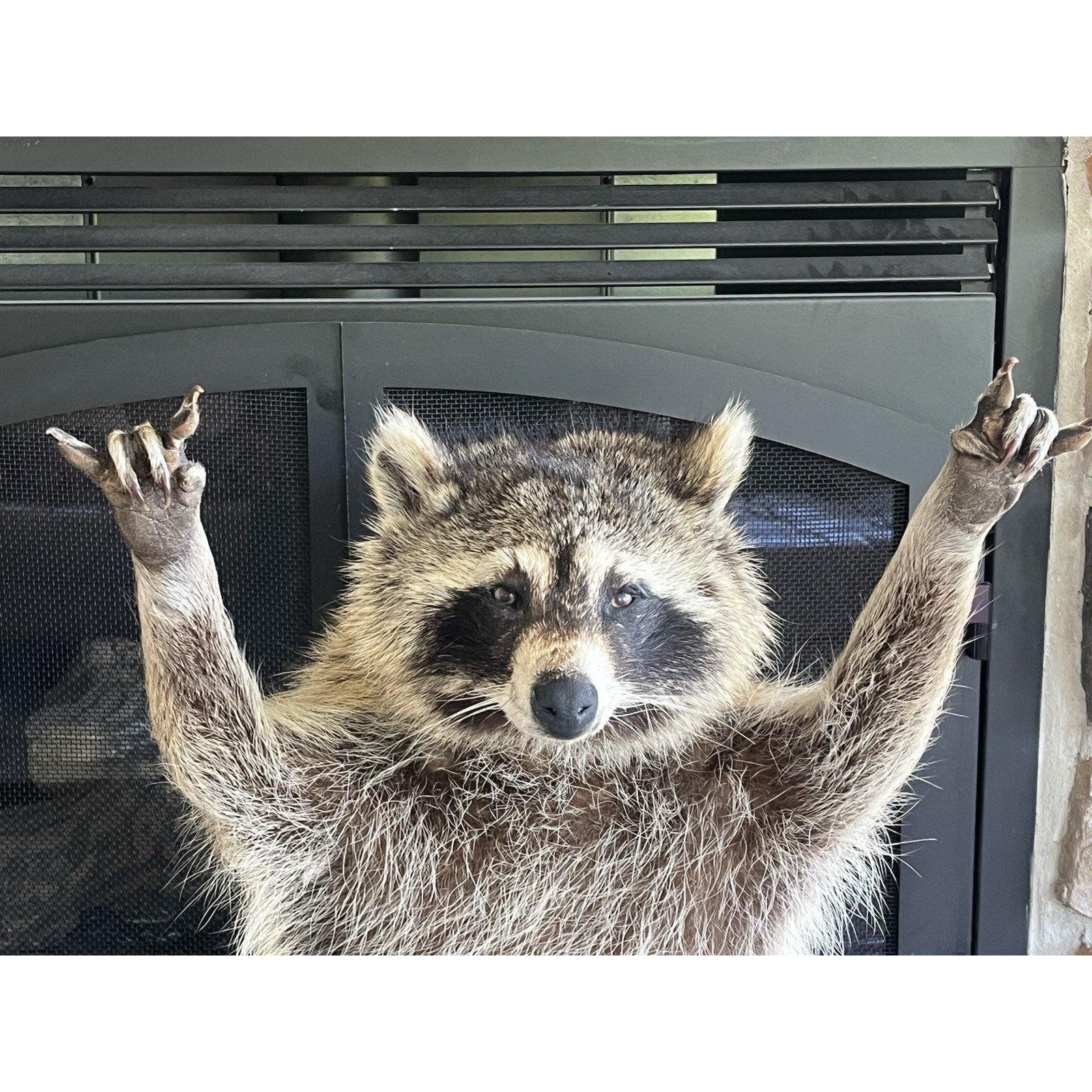 FHWL146- Fat Raccoon Taxidermy Mount