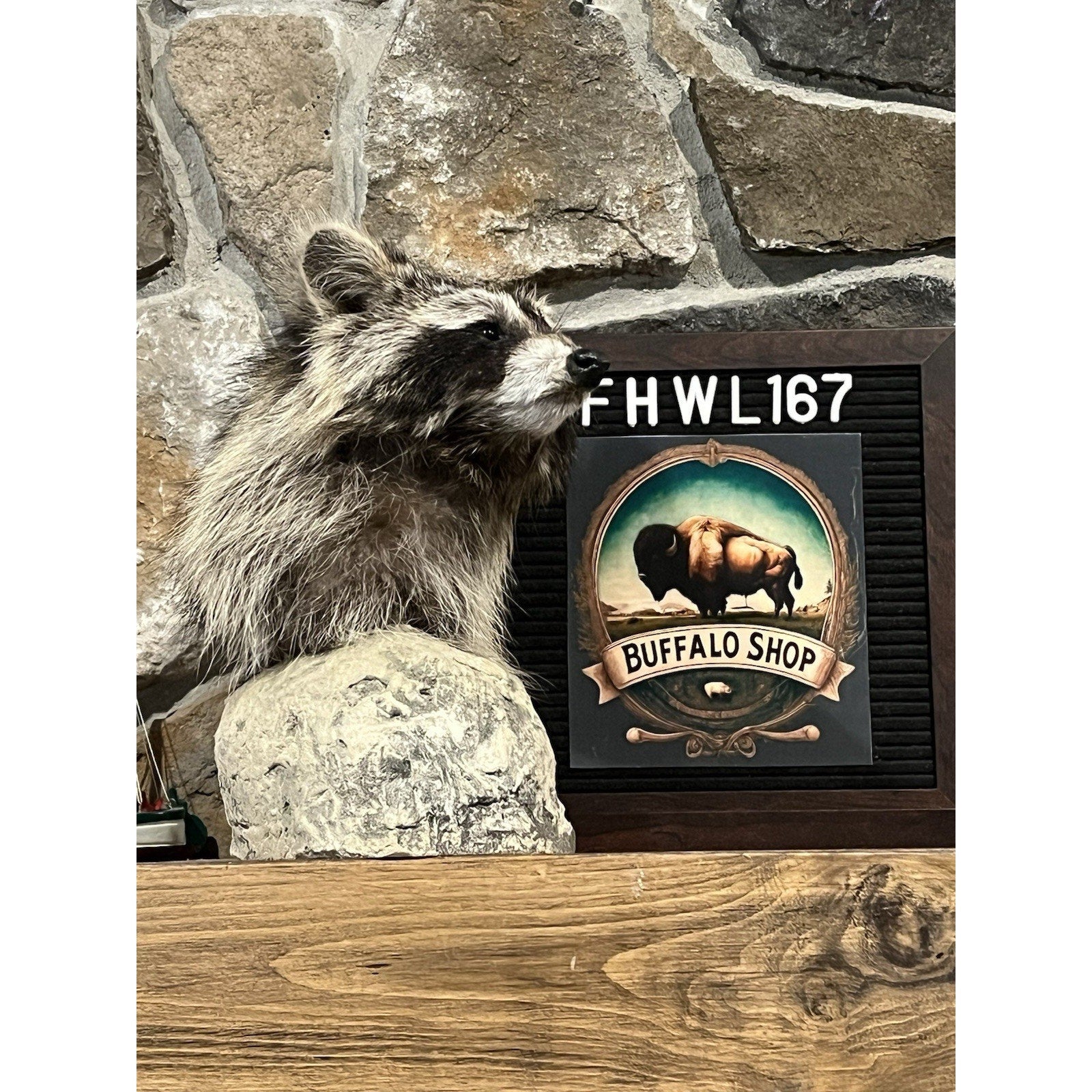 FHWL167 -premium Raccoon Pedestal Taxidermy Mount