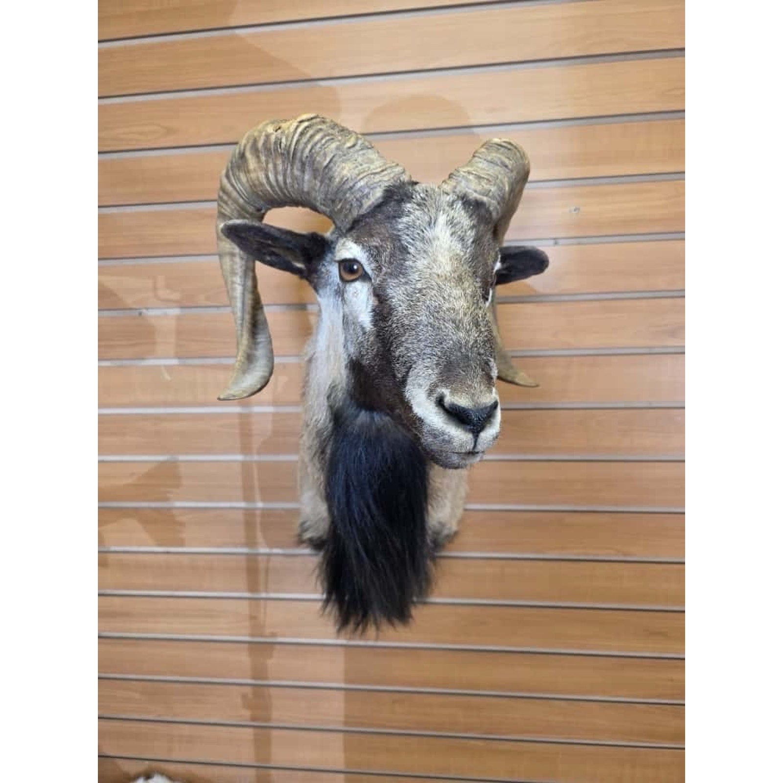 FHMN4 - Mouflon Ram taxidermy shoulder mount