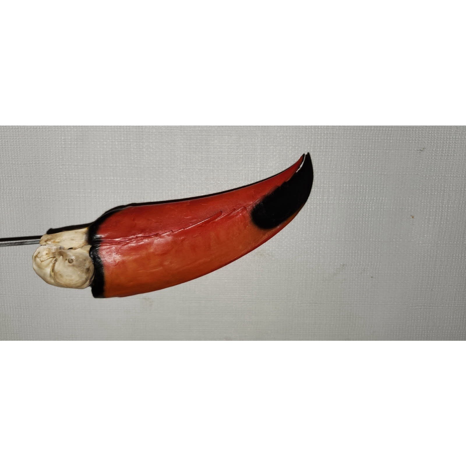 FHtouc88 - Real Toco Toucan Bird Skull Taxidermy