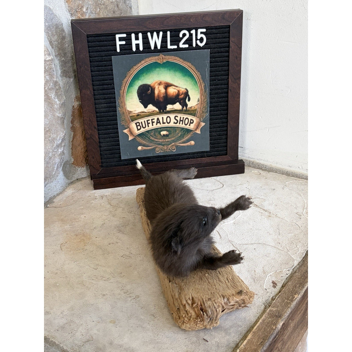 FHWL215 - Baby Fox Lifesize Taxidermy Mount Free Standing