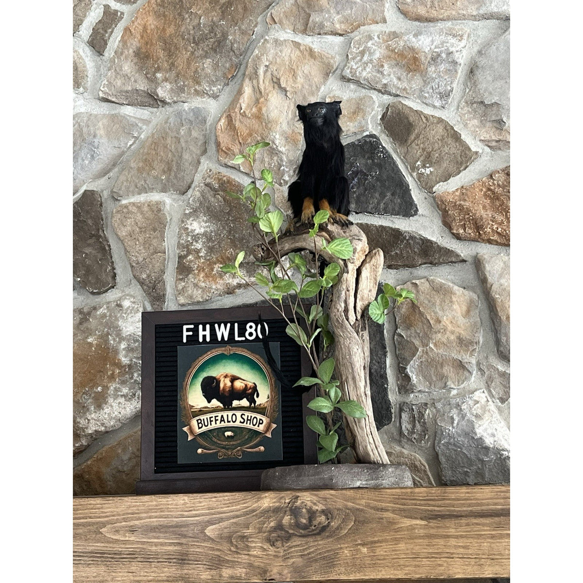 FHBB27 - red-handed tamarin Monkey (Saguinus midas) Taxidermy Mount