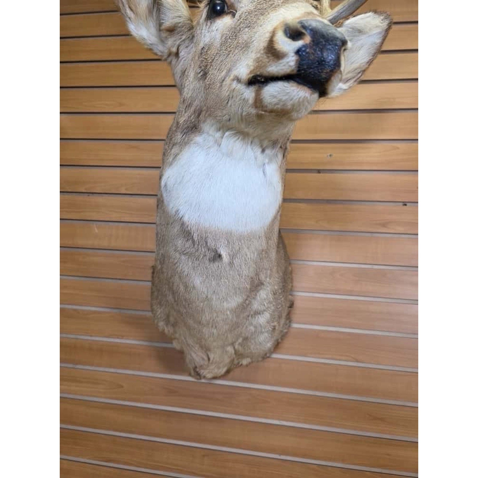 FHMN12- Whitetail Deer Real Antler Deer Taxidermy Mount