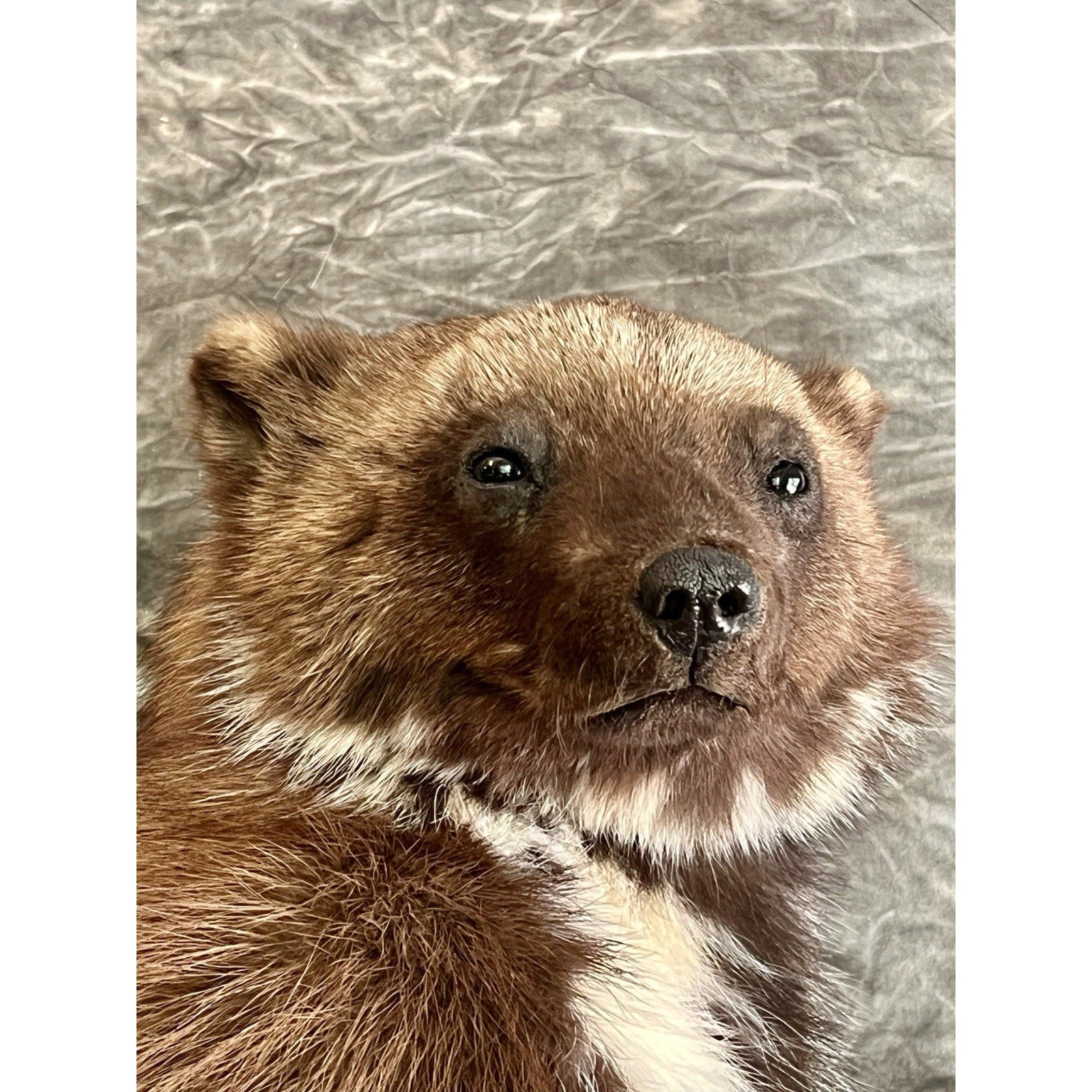 FHWOLV46-Beautiful Real Alaskan Wolverine Prime Fur Taxidermy Mount