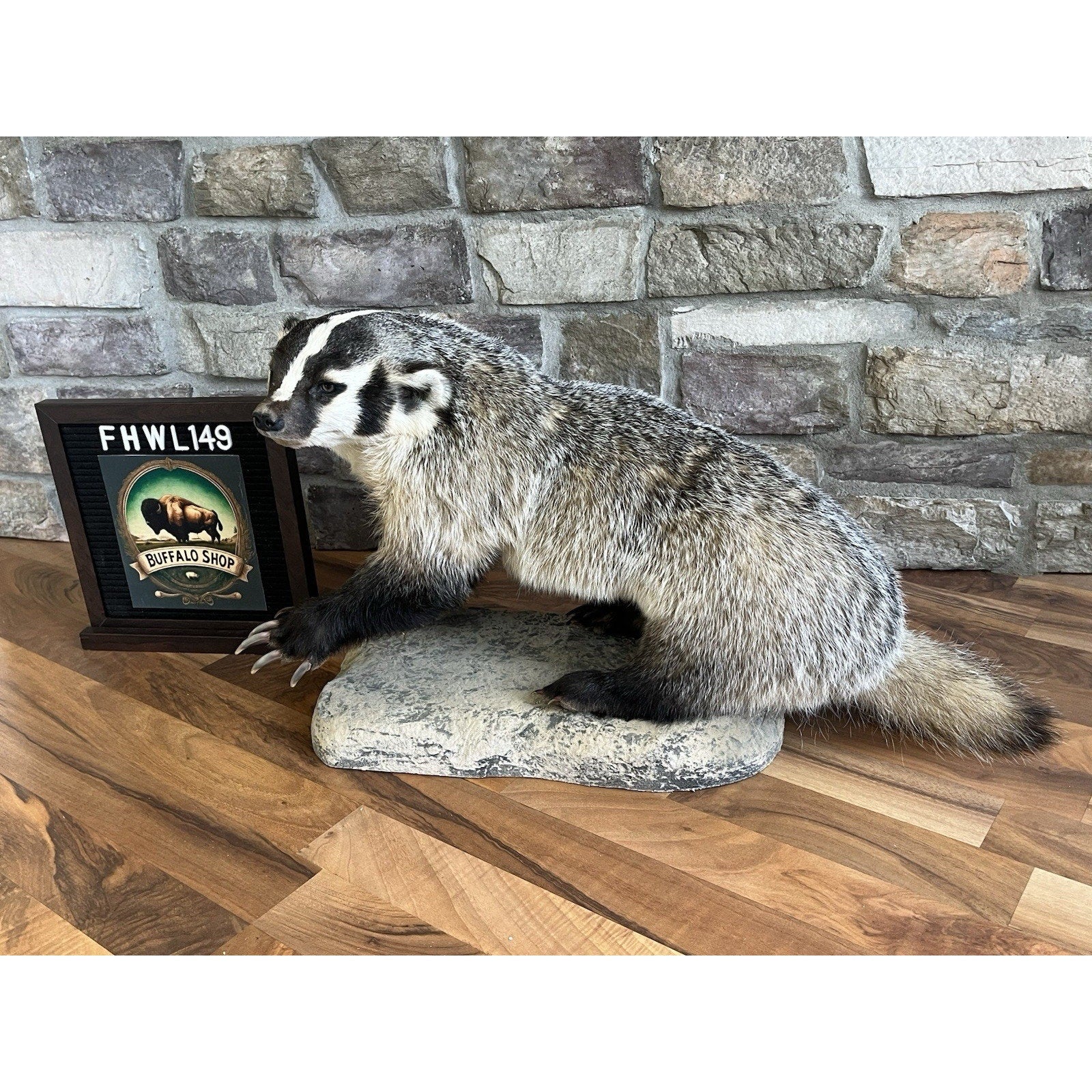 FHWL149- Fat Badger Taxidermy Mount