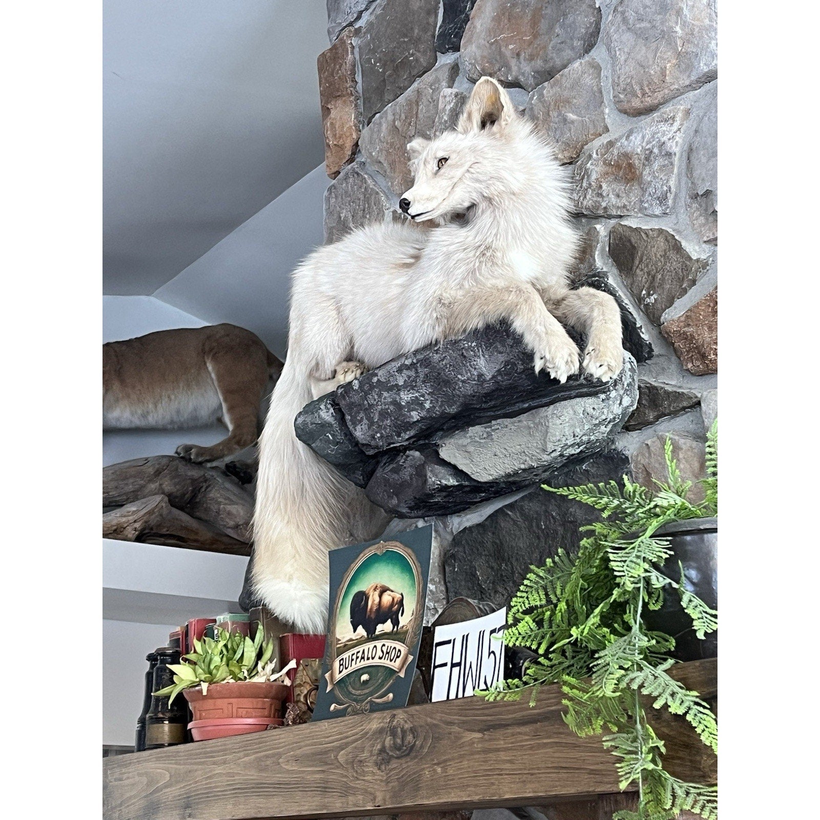 FHWL57 - Beautiful Cream Fox Taxidermy Full Body Mount