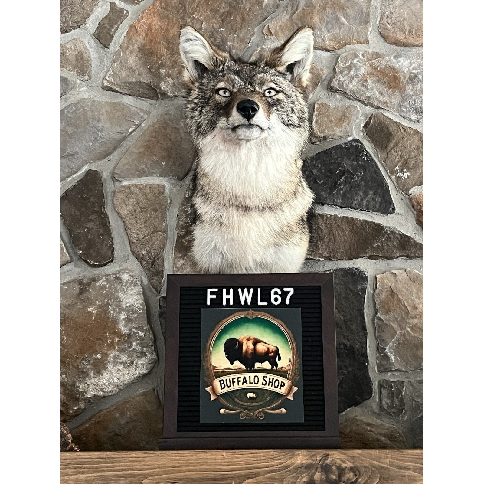 FHWL67 - Coyote Shoulder Museum Quality mount Taxidermy