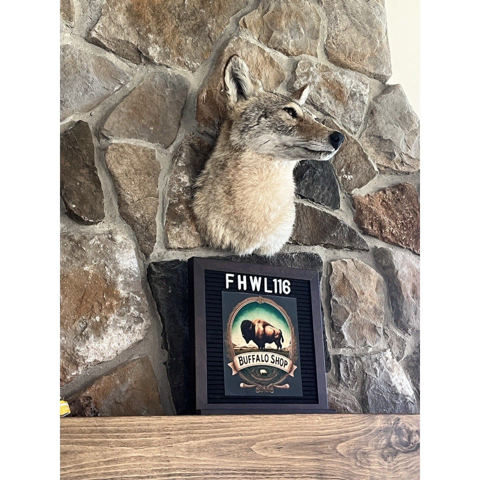FHWL116 - Coyote Shoulder Museum Quality mount Taxidermy (slight Left Turn)