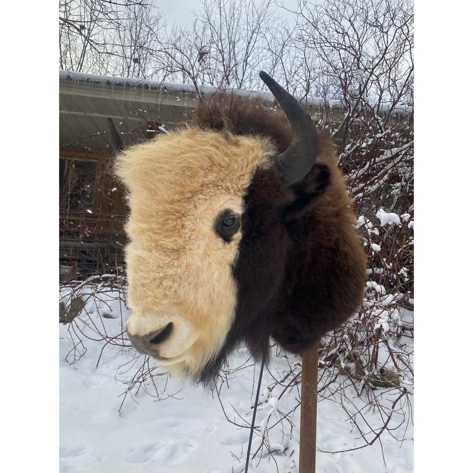 FHDAR40- Rare Sacred White-faced Buffalo Bison Taxidermy Shoulder mount