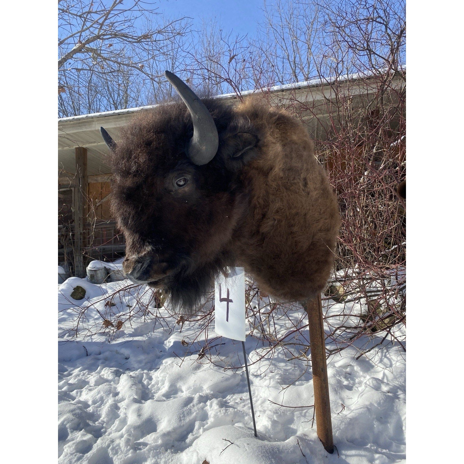 FHDARDEC4 - Real North American Buffalo / Bison Shoulder Taxidermy Mount New