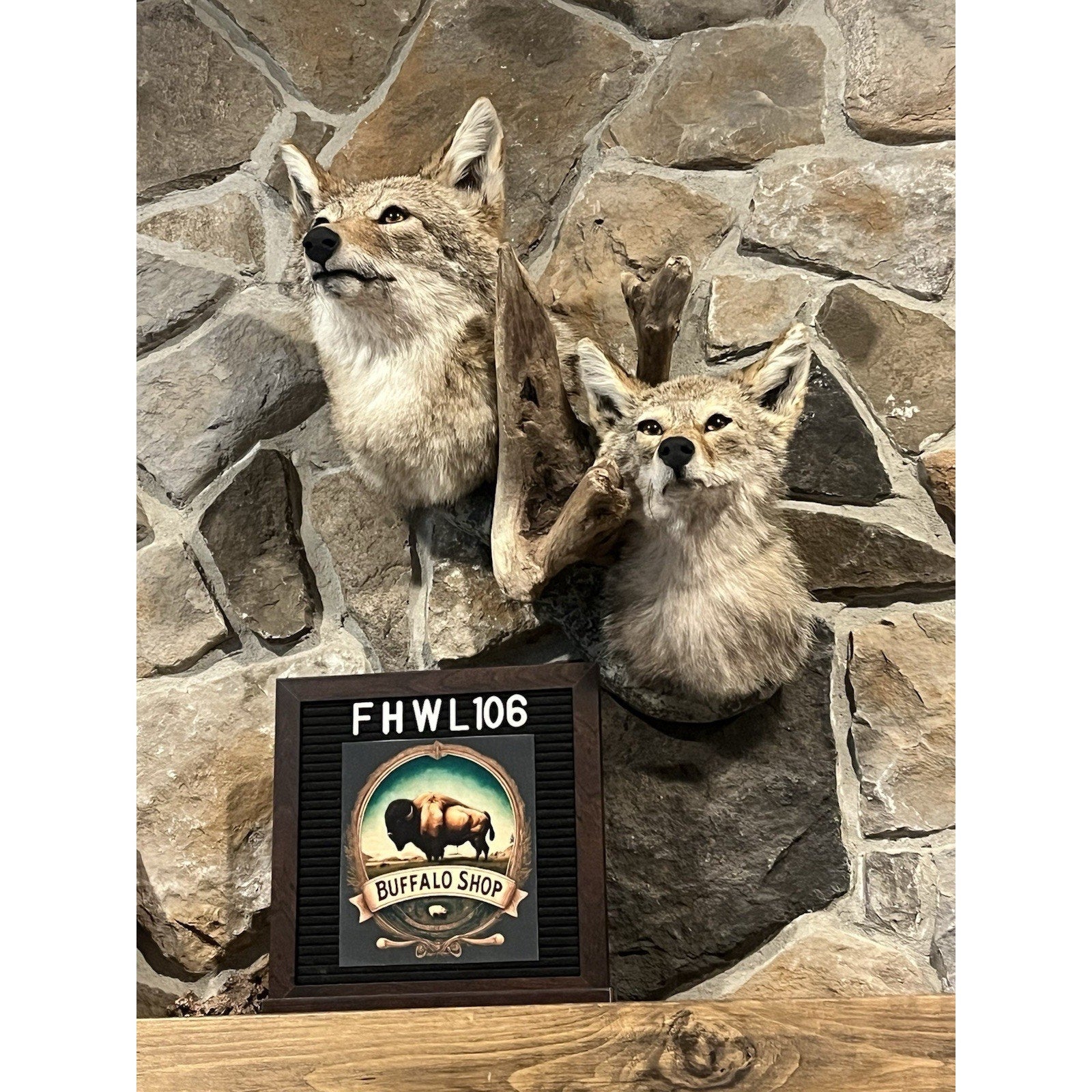 FHWL106 - Pair Of Coyote Shoulder Museum Quality mount Taxidermy