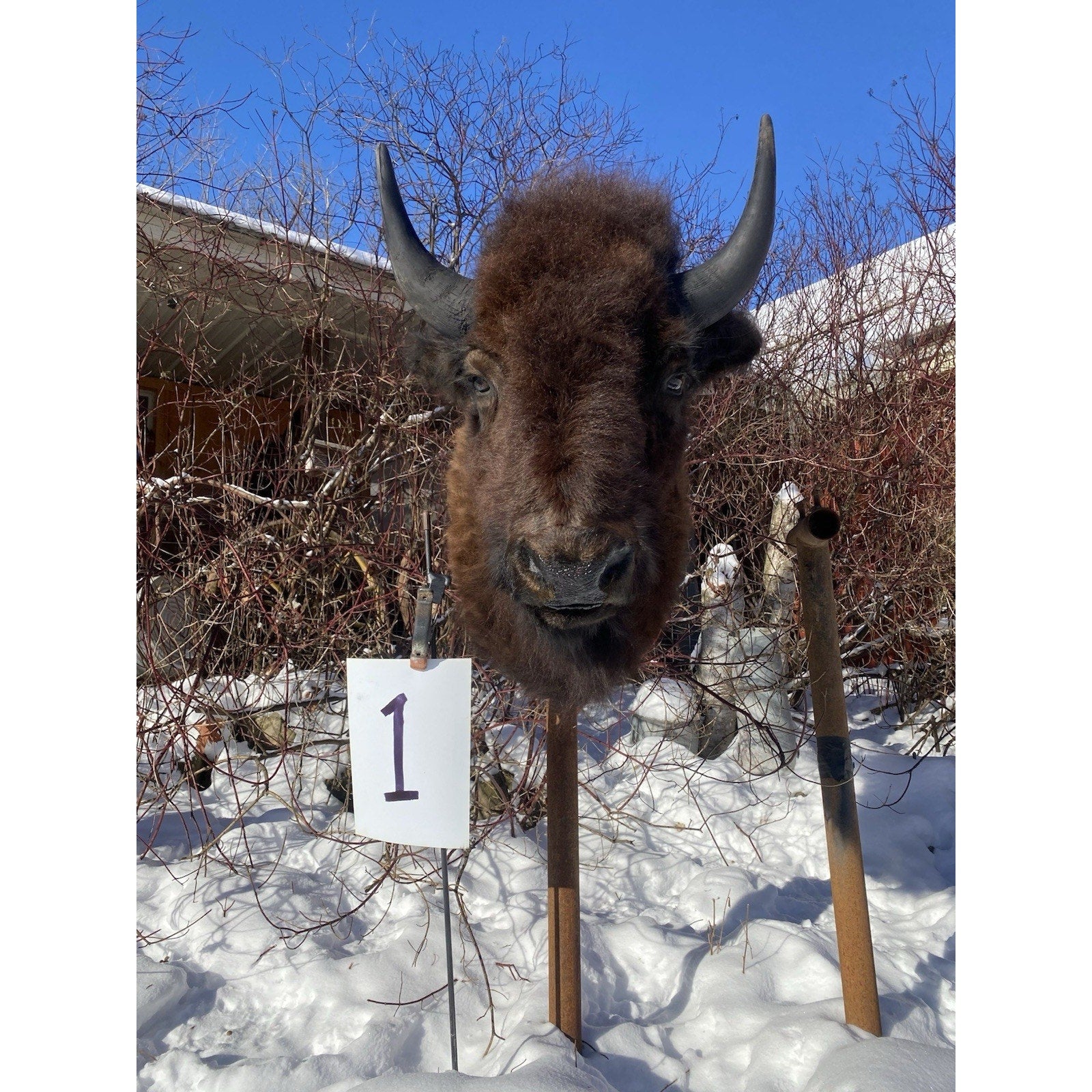 FHDARDEC1 - Real North American Buffalo / Bison Shoulder Taxidermy Mount New