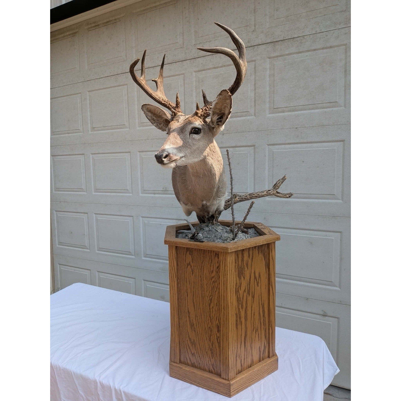 FHPATM22 - Cours Deer Pedestal Taxidermy Mount