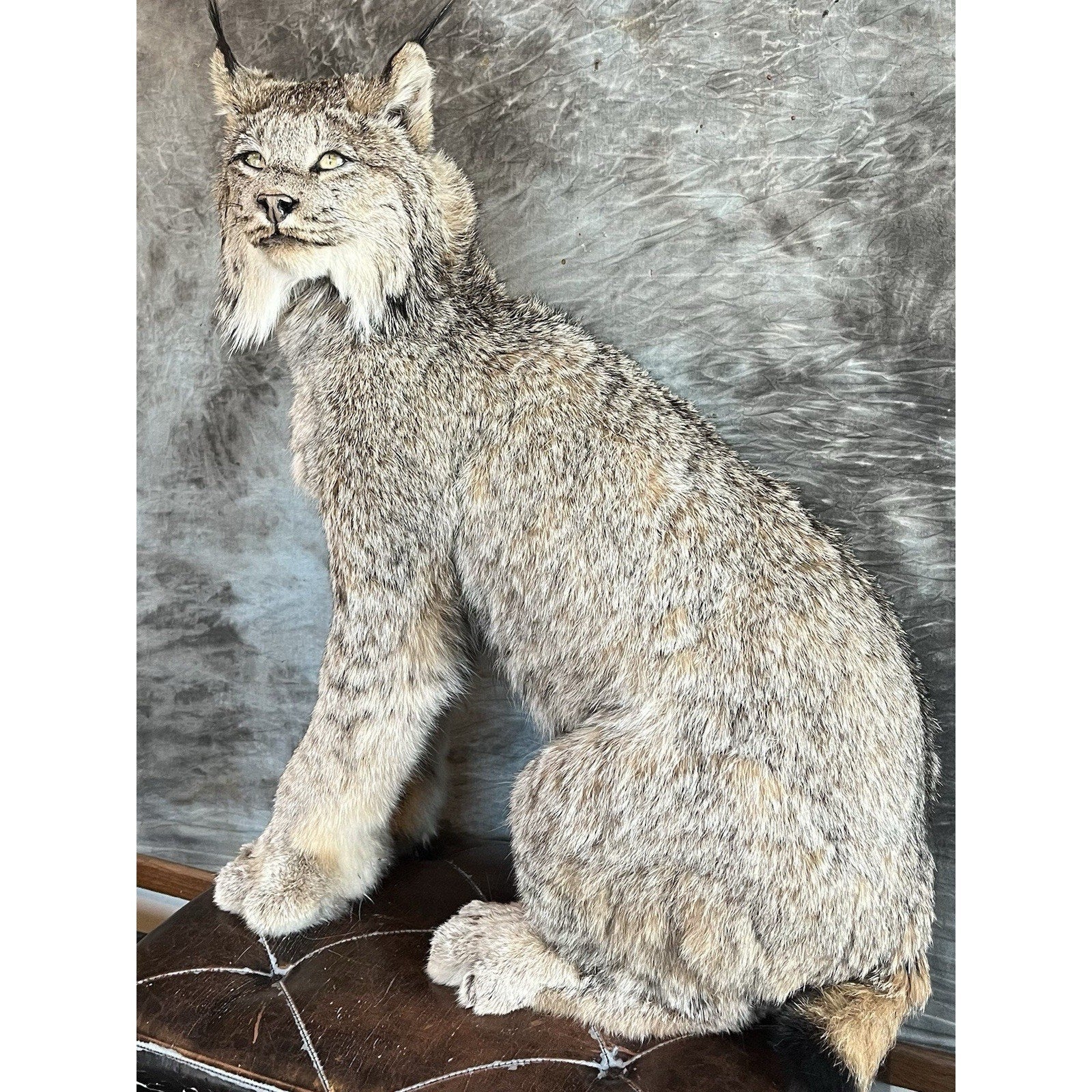 FHWL35 - Alaskan Lynx Taxidermy Full Body Mount Prime Fur
