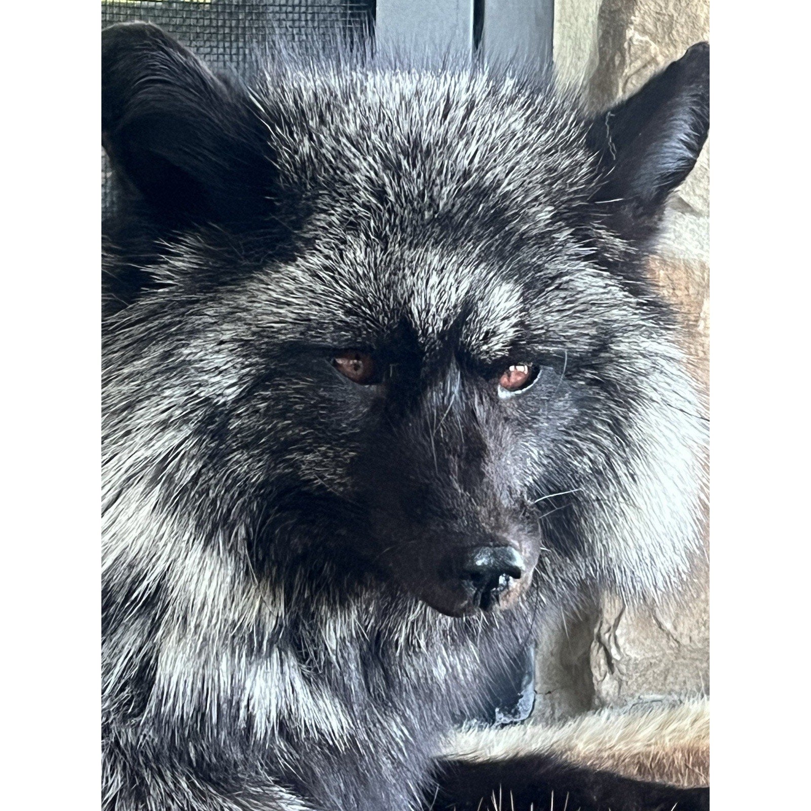 FHWL162 - Museum Quality White Fox Taxidermy mount